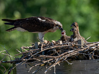 Osprey Patoka Lake