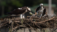 Osprey Patoka Lake