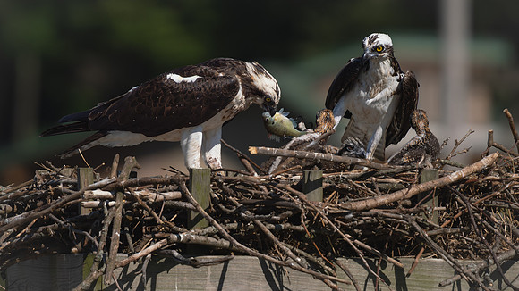 Osprey Patoka Lake