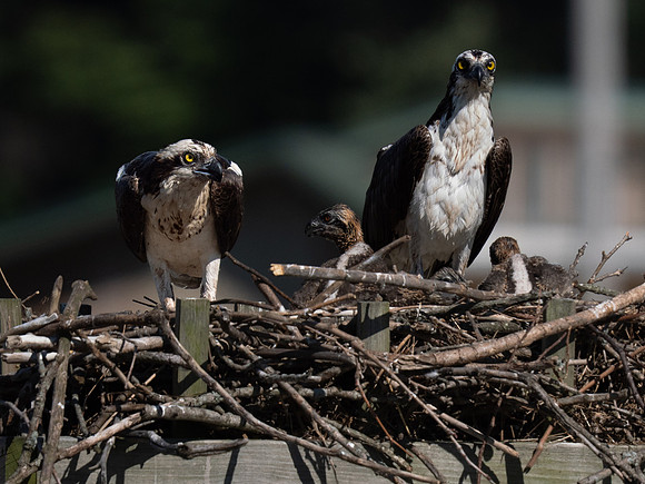 Osprey Patoka Lake