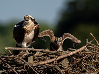 Osprey Patoka Lake