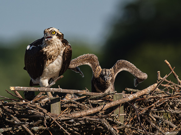 Osprey Patoka Lake