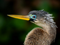 Anhinga
