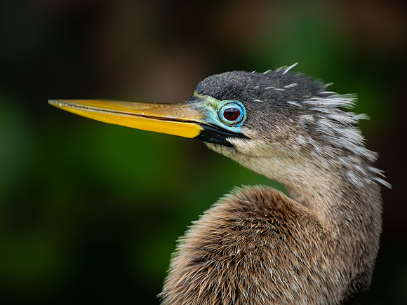 Anhinga