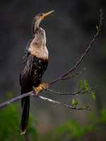 Anhinga