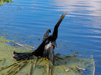 Anhinga