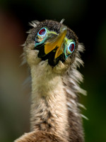 Anhinga