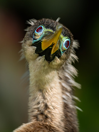 Anhinga