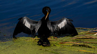 Anhinga