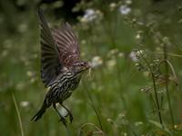 Blackbird, Redwing female