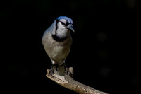 Blue Jay
