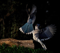 Blue Jay