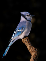 Blue Jay