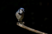 Blue Jay