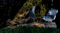 Blue Jay