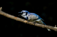Blue Jays-3
