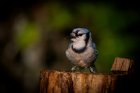 Blue Jay