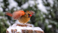 Cardinal Backyard