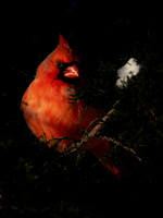 Cardinal Backyard
