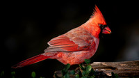 Cardinal Backyard