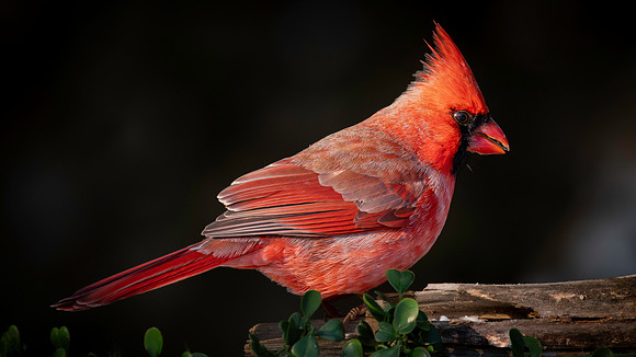 Cardinal Backyard