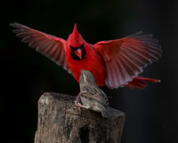 Cardinal, Backyard-4