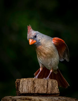 Cardinal Backyard