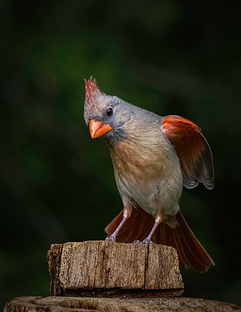 Cardinal Backyard