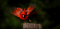 Cardinal Backyard