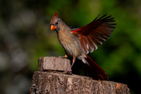 Cardinal