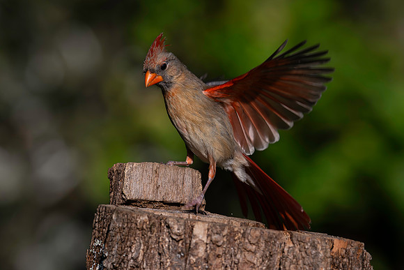 Cardinal