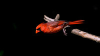 Cardinal