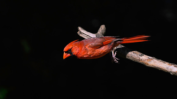 Cardinal