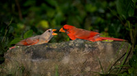 Cardinal Backyard