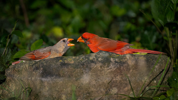 Cardinal Backyard