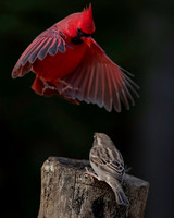 Cardinal Backyard