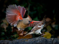Cardinal and sparrow