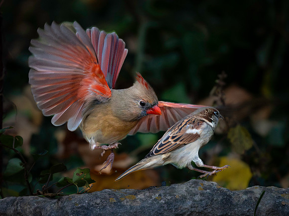 Cardinal and sparrow