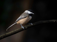 Chickadee, Black-capped