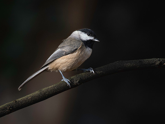 Chickadee, Black-capped