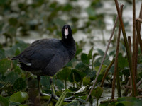 Coot, American