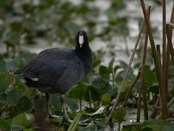 Coot, American
