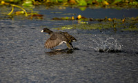 Coot, American