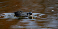 Coot, American