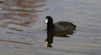 Coot, American