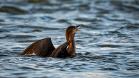 Cormorant feeding-3