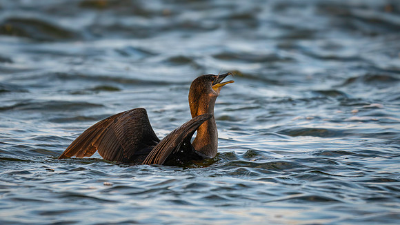 Cormorant feeding-3