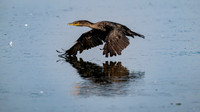 Cormorant