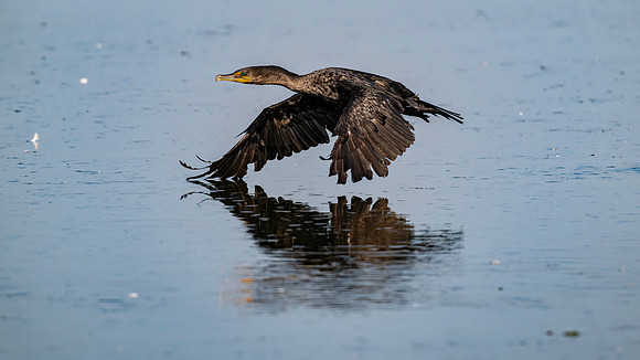 Cormorant