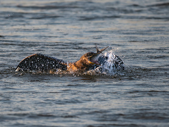 Cormorant